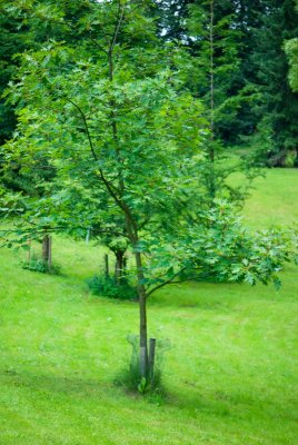 Quercus palustris - dub bahenní (16) - celek